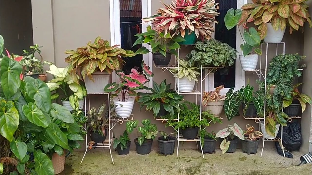 BUNGA-BUNGA CANTIK DITERAS|TANAMAN HIAS DIDEPAN RUMAH - YouTube