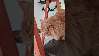 How to handle annoying people (The Manual) 📖 #cat #jrcatworld #fypシ゚viral #humor