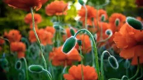 سورة النجم القارئ هيثم الدخين