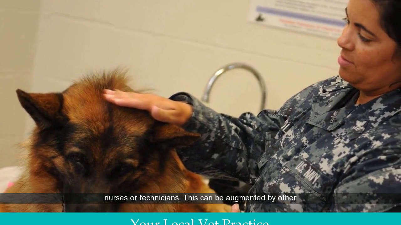 Vet Practices in Sandy Springs Animal Vet Practice GA YouTube