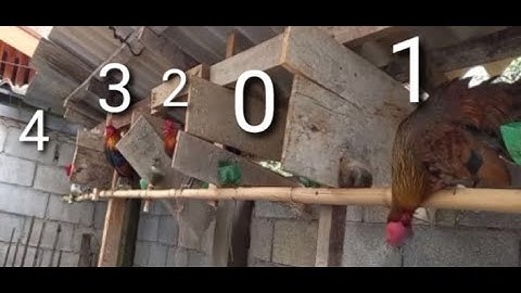 ขายไก่ต่องาม muag qaib dib zoo nkauj 54447366