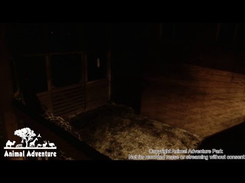 camera iphone 8 plus apk April the Giraffe Cam - Animal Adventure Park
