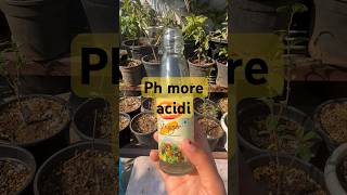 How to make soil Ph more acidic by using vinegar. #organicgardening #garden #ytshorts #yt #shorts