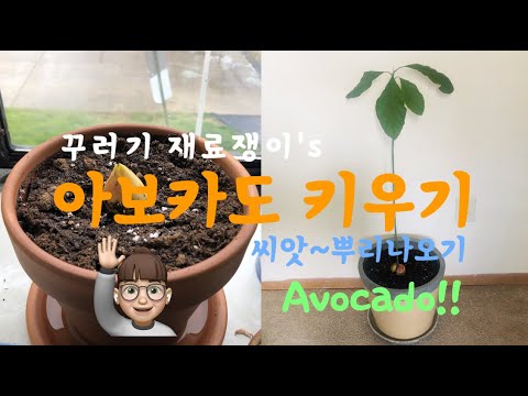 (eng) PhDing VLOG #2 / Avocado tree / 아보카도 키우기 / 아보카도 씨앗에서 나무까지