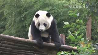 pandapia 20140419-月亮産房-愛浜-愛浜在木加上發呆,然後無聊得躺下來撓癢癢