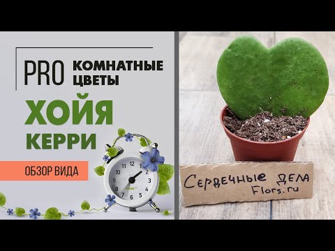 Хойя керри фото уход в домашних условиях