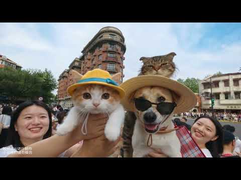 咪進城啦🐈可以在魔都街頭偶遇ee嗎？ #萌寵 #萌寵出道計劃 #哈基米 #貓meme #狗狗