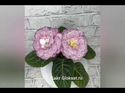 САТ-Жаккард 🌸🌸🌸 #глоксинии#семенаглоксинии#семенапочтой#глоксинииСАТ