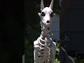 Homeowner fights city order to remove year-round skeleton display