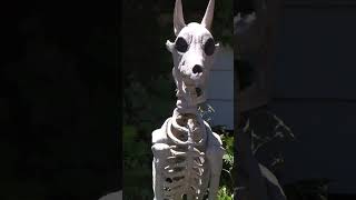 Homeowner fights city order to remove year-round skeleton display