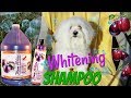 Whitening Shampoo KELCO for Dogs I Lorentix