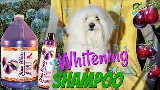 Whitening Shampoo KELCO for Dogs I Lorentix