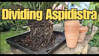 How to Divide and Repot Aspidistra elatior: Easy Plant Propagation for Free Plants