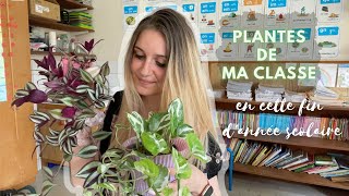 Les plantes de ma classe en cette fin d'année scolaire : Que sont-elles devenues ?