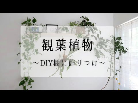 【観葉植物】インドアプランツたちをオシャレに飾ってみた♫手作りDIY棚に、ただ並べるだけの動画です!!How to decorate the
