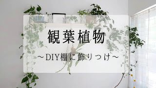 【観葉植物】インドアプランツたちをオシャレに飾ってみた♫手作りDIY棚に、ただ並べるだけの動画です！！How to decorate the shelf with house plants