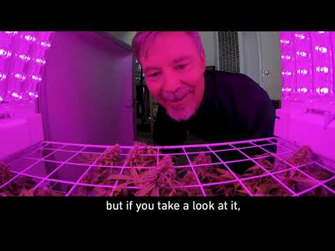 Seedo's Initial Pre-sale Customers Report "Outstanding Results" From First Home Grow Cycle