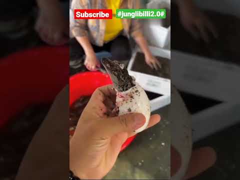 Crocodile breeding at Farm | Baby Crocodile | #shorts #viral #trending #wildlife  #junglibilli2.0