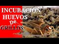 INCUBACIÓN HUEVOS DE GRILLOS!! 100X100 EFECTIVO!!