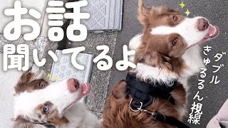 人の話しを一生懸命聞いてくれる犬達の視線が天使すぎる✨【運動やトレーニングをする日】