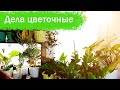 🍀КУПИЛА ТО, САМА НЕ ЗНАЮ ЧТО!!!🌼🌼🌼Комнатные цветочки и перестановка