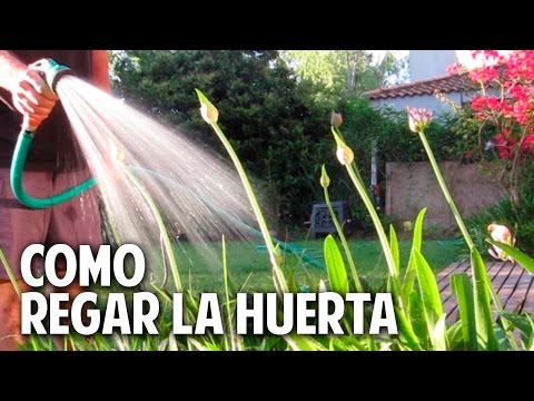 Video: ¿Cómo Regar Adecuadamente Las Plantas En El Jardín Y El Huerto?