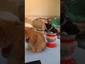 #exlittlebean itchy all over, is actually cured by it! #funnycats #funnyvideos