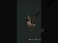 a beautiful gosse hunt 4 cartridges 5 dead😄😄 The Hunter Call Of The Wild #thehunter #thehuntercotw