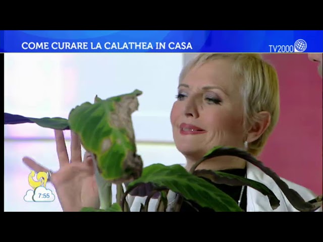 I consigli del Dottor Green: come curare la calathea in casa