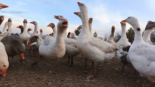 Kaz Işini Bozanlar Var, Gökçe Aşile Çifte Attı