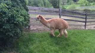 escaped alpaca part 2