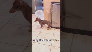 Funny Dachshund 🤣🐶