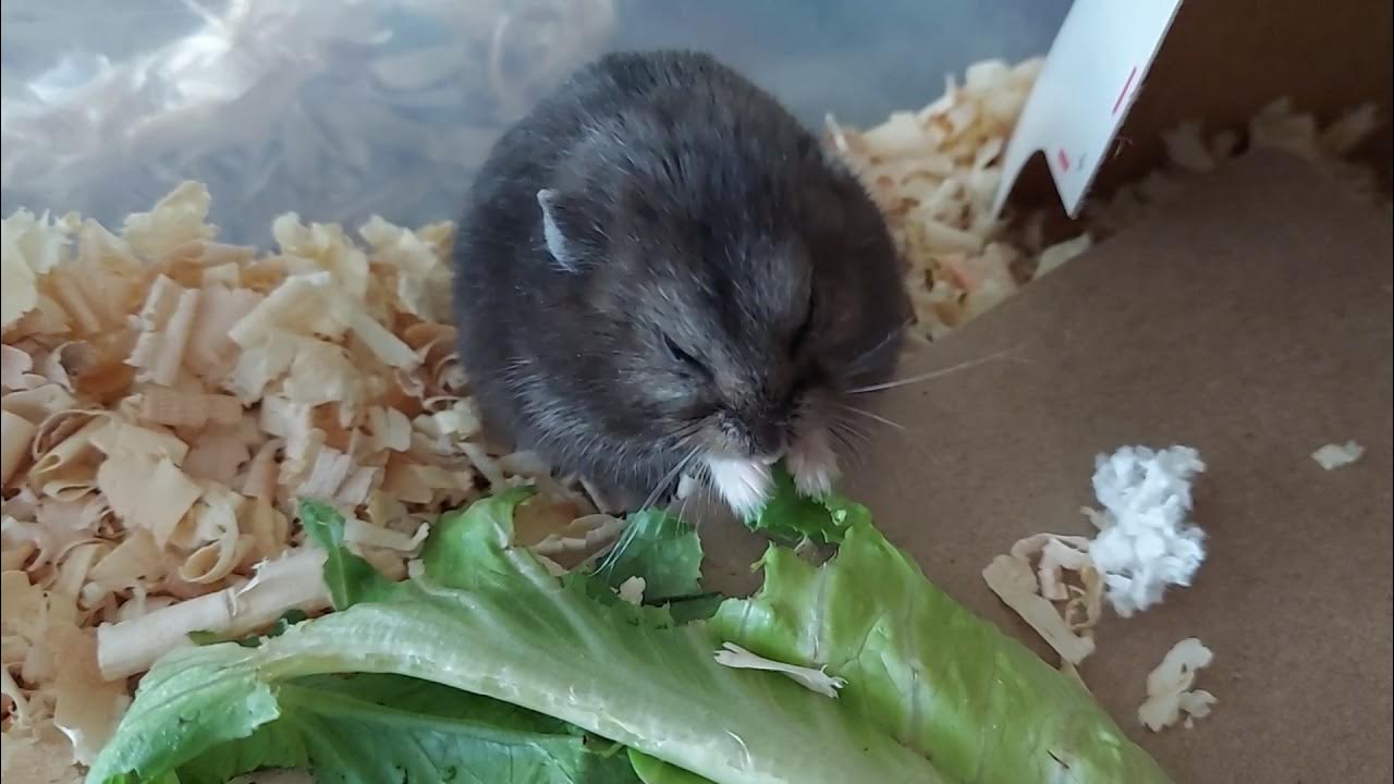 Cutest Hamster Eating Romaine Lettuce YouTube