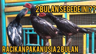 AYAM USIA 2 BULAN ?!! KASIH RACIKAN PAKAN INI , AYAM JADI PADAT BERISI & BULU HALUS MENGKILAT