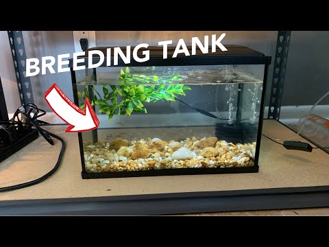 How to make an easy minnow breeding tank