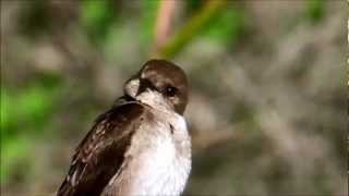 The Swallow (cover)