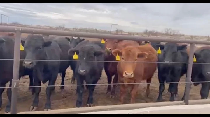 Herd Quitter® Minute - Can PCC™ calves perform in the Feedlot?