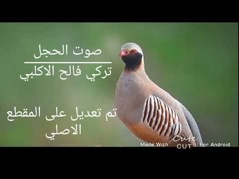 صوت حجل استخدام صيد
