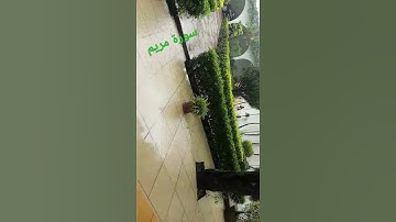 القارء شريف مصطفى سورة مريم