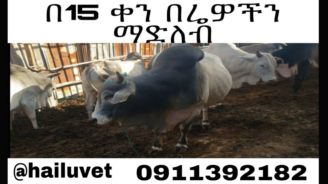 በ  2 ሳምንት በሬን ማደለብ ይቻላል