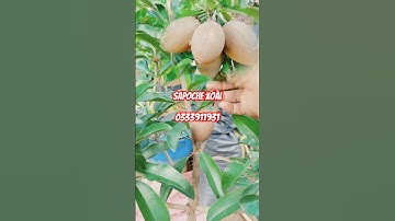 sapoche xoài loại trái lớn đáng sưu tầm cả nhà ới #dangnhaque