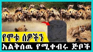 🛑በኛዉሀገር ኢትዮጲያ የሞቱ ሰዎችን አልቅሰዉ የሚቀብሩ ጅቦች  | ዋርካ ፍጥረት