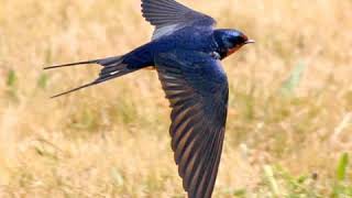 เสียงนกนางแอ่น เสียงชัดเจน screenshot 5