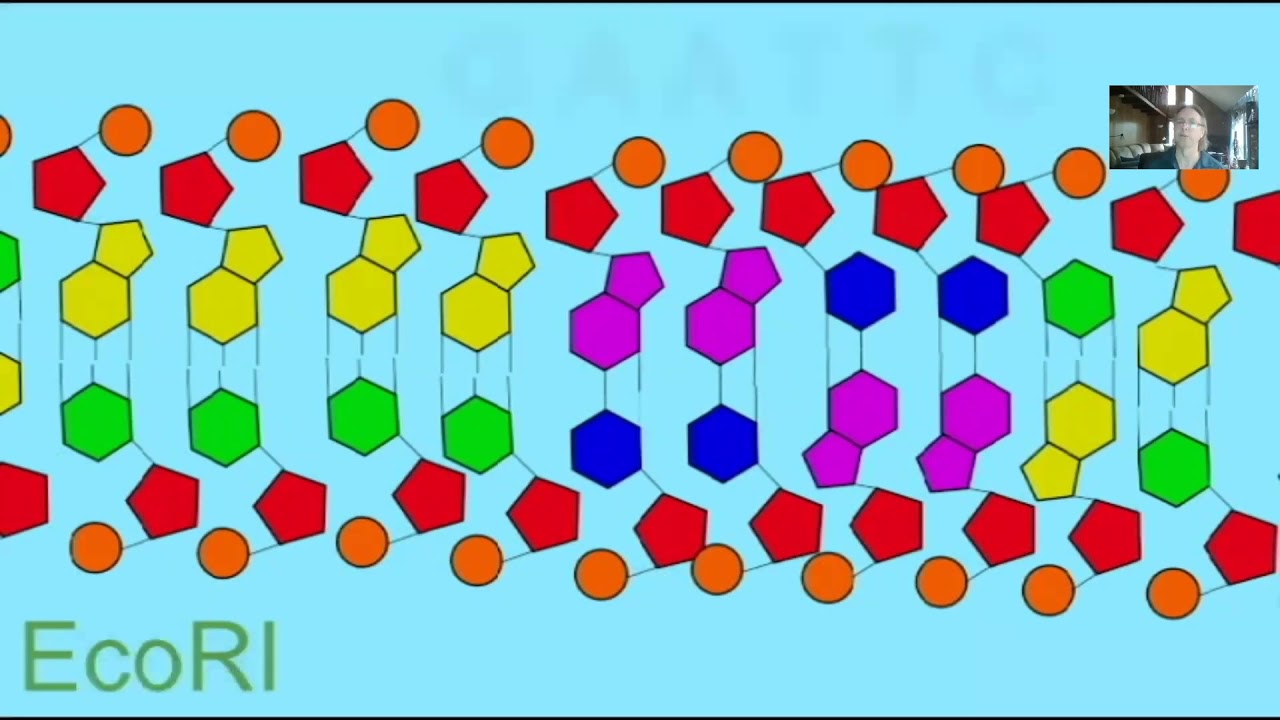 DNA FINGERPRINTING, PCR, Northern & Southern Hybridization