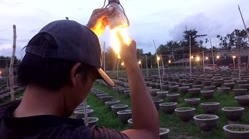 Chuẩn bị bóng đèn để thắp sáng cúc pha lê trồng hoa tết 2022