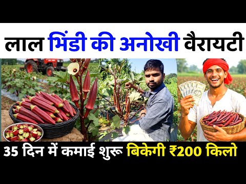 लाल भिंडी की No1 वैरायटी Red Bhindi Farming | Low Cost High Profit | Lal Bhindi Ki Kheti Full Guide