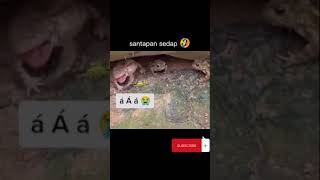Kodok Salah Santap  Ngakak Ending Nya 