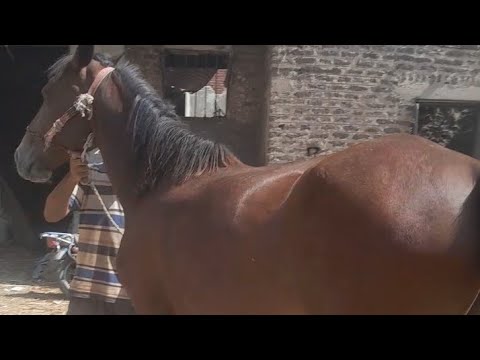 مهره قافله جديد بتحضر للولاده شد خيل الخيل