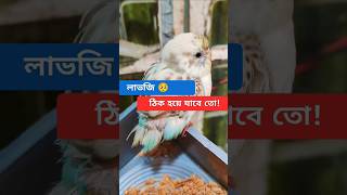 লাভজির দায়িত্ব আমাকে নিতে হলো 🥺 #funlybirds #birdlovers #লাভজিগার