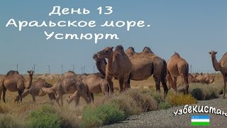 Узбекистан. 13 день. Аральское море, змеи, верблюды) Vlog